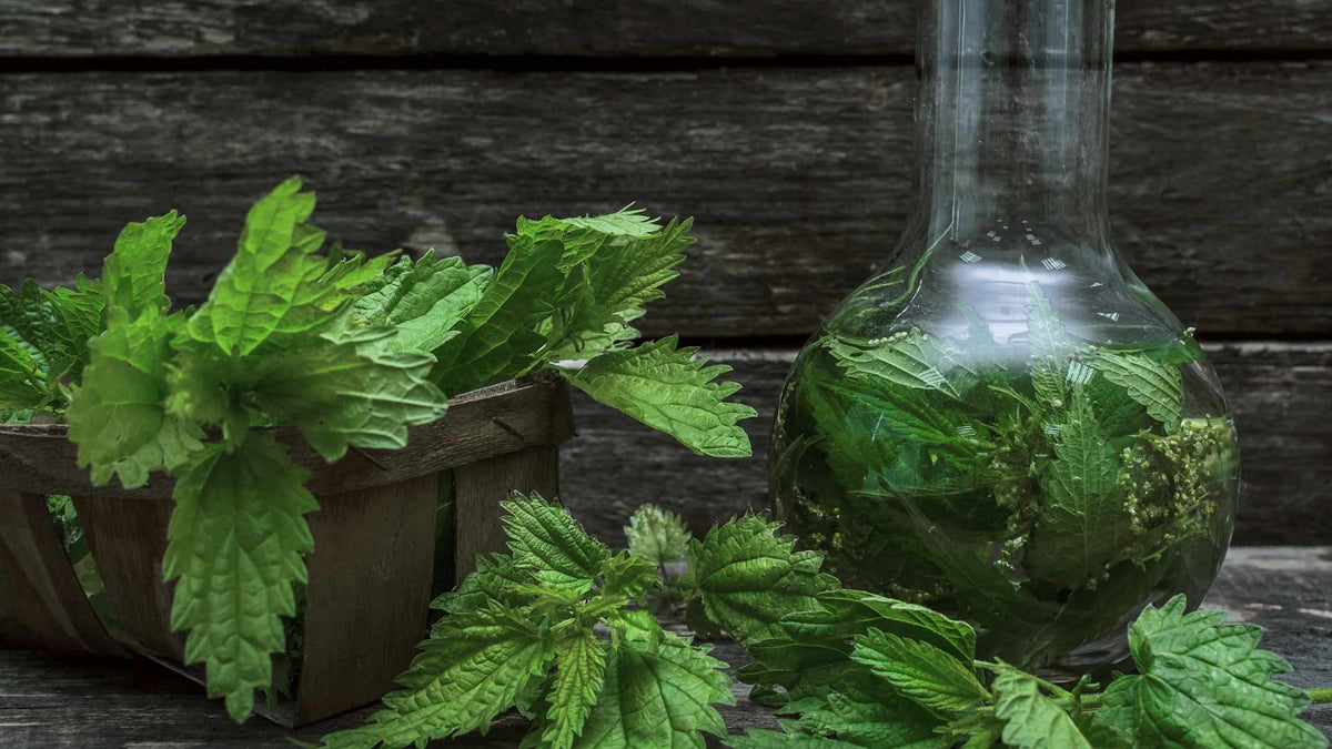 Phytothérapie et Sommeil : Tout ce que vous devez savoir
