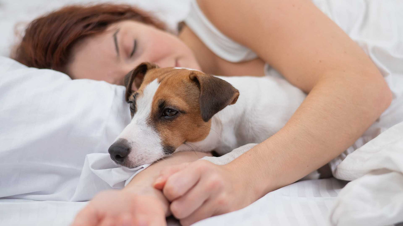 Dormir avec son animal de compagnie, est-ce bien ou mal ?