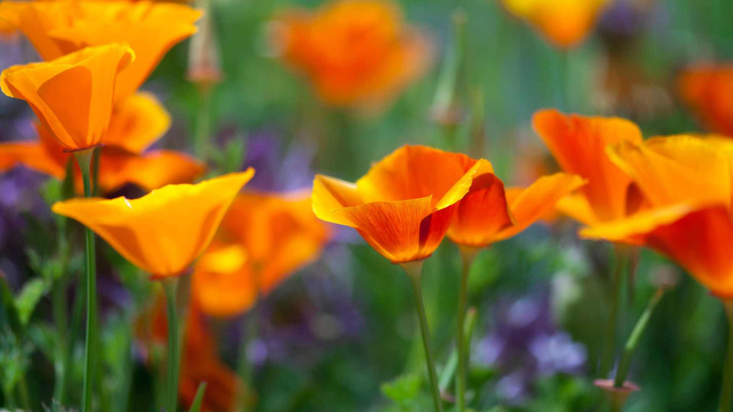 Découvrez les bienfaits du pavot de Californie sur le sommeil