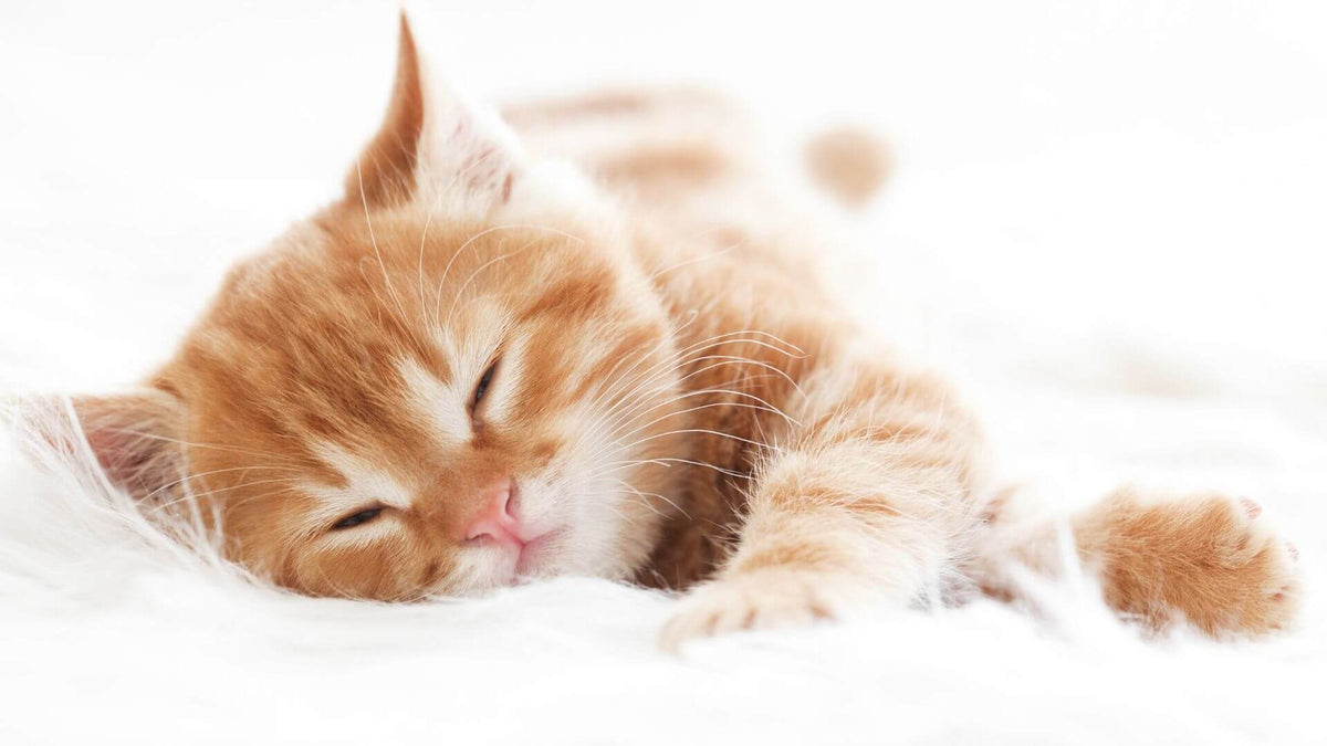 Comment favoriser le sommeil profond ? | Mon oreiller et moi