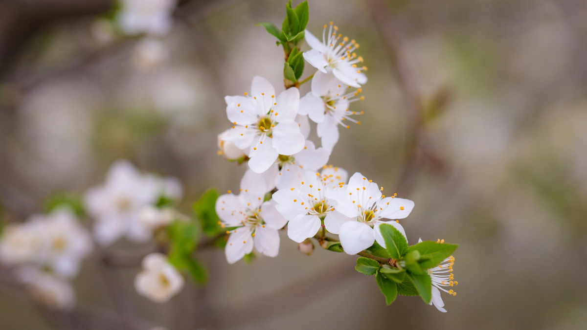 Utiliser la fleur d'oranger pour combattre les insomnies